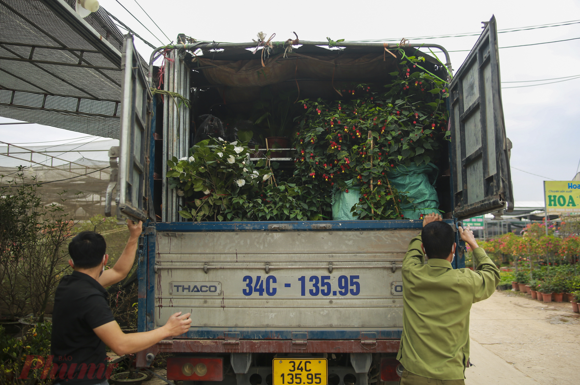 Xe tải lớn nhỏ đổ về vựa hoa Xuân Quan (Văn Giang, Hưng Yên) để vận chuyển cây cảnh và hoa đi khắp mọi miền tổ quốc phục vụ thị trường Tết Nguyên đán Nhâm Dần 2022.