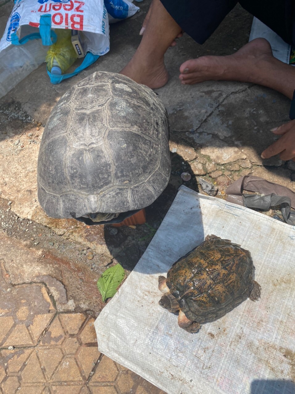 Rùa được bày bán trên đường phố ở TPHCM (ảnh: ENV)