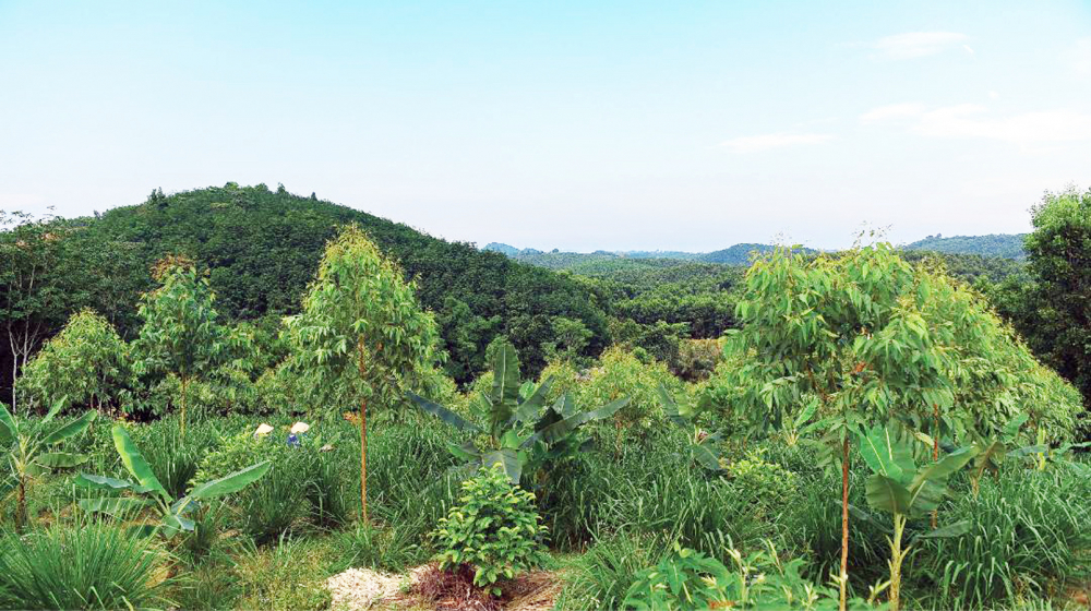 Từ độc canh cây keo nhiều năm, vườn rừng Bản Thổ đã đa dạng hóa cây rừng bản địa kết hợp cây ăn trái, cây dược liệu,  cây lương thực…