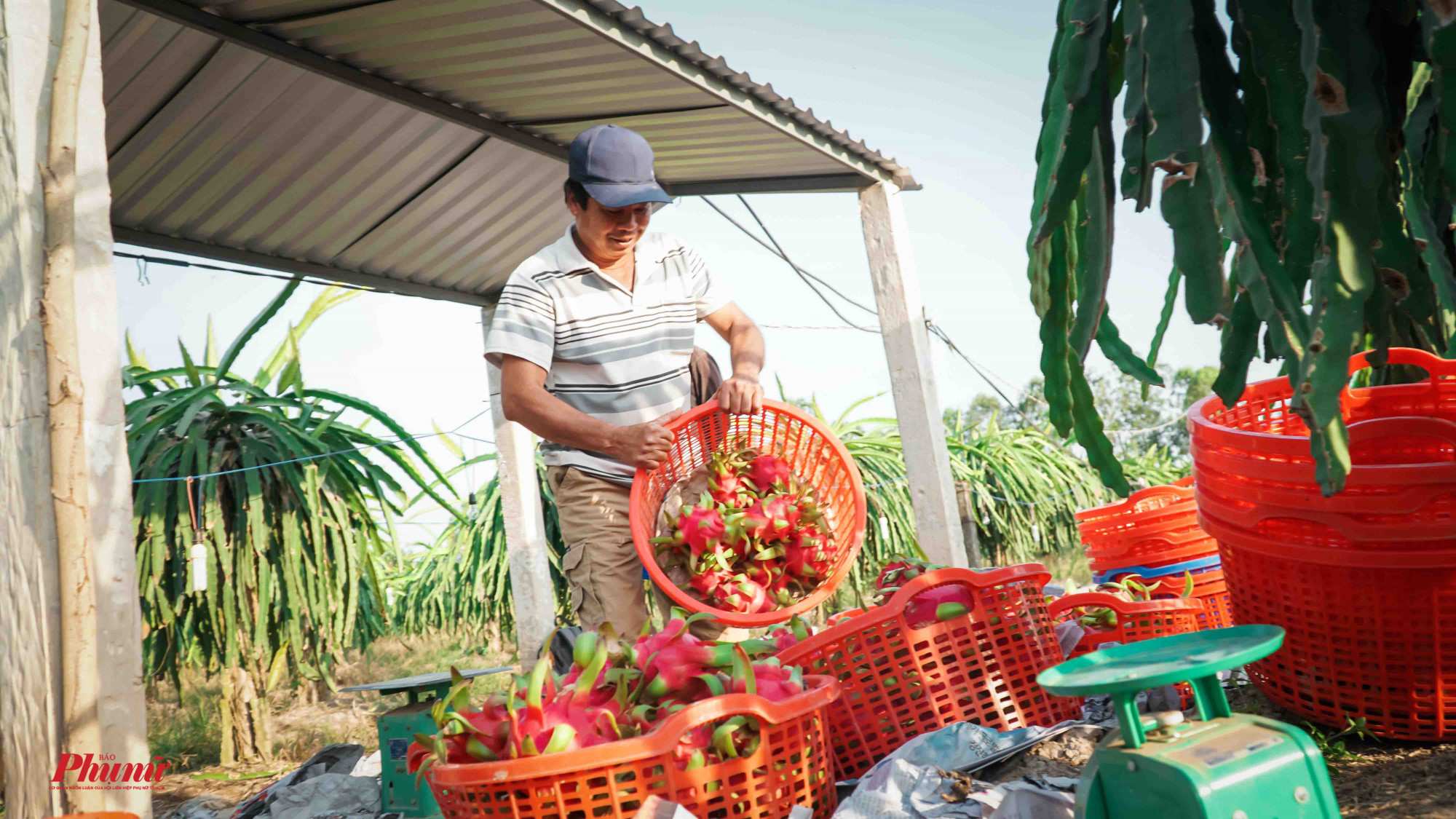 Thanh long đang cần chuyển hướng tiêu thụ trong nước để giải quyết lượng tồn hiện tại