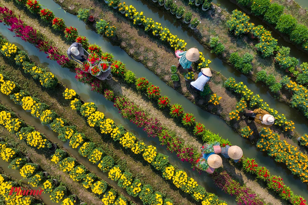 Làng hoa Mỹ Phong đang tất bật vào vụ thu hoạch cuối năm