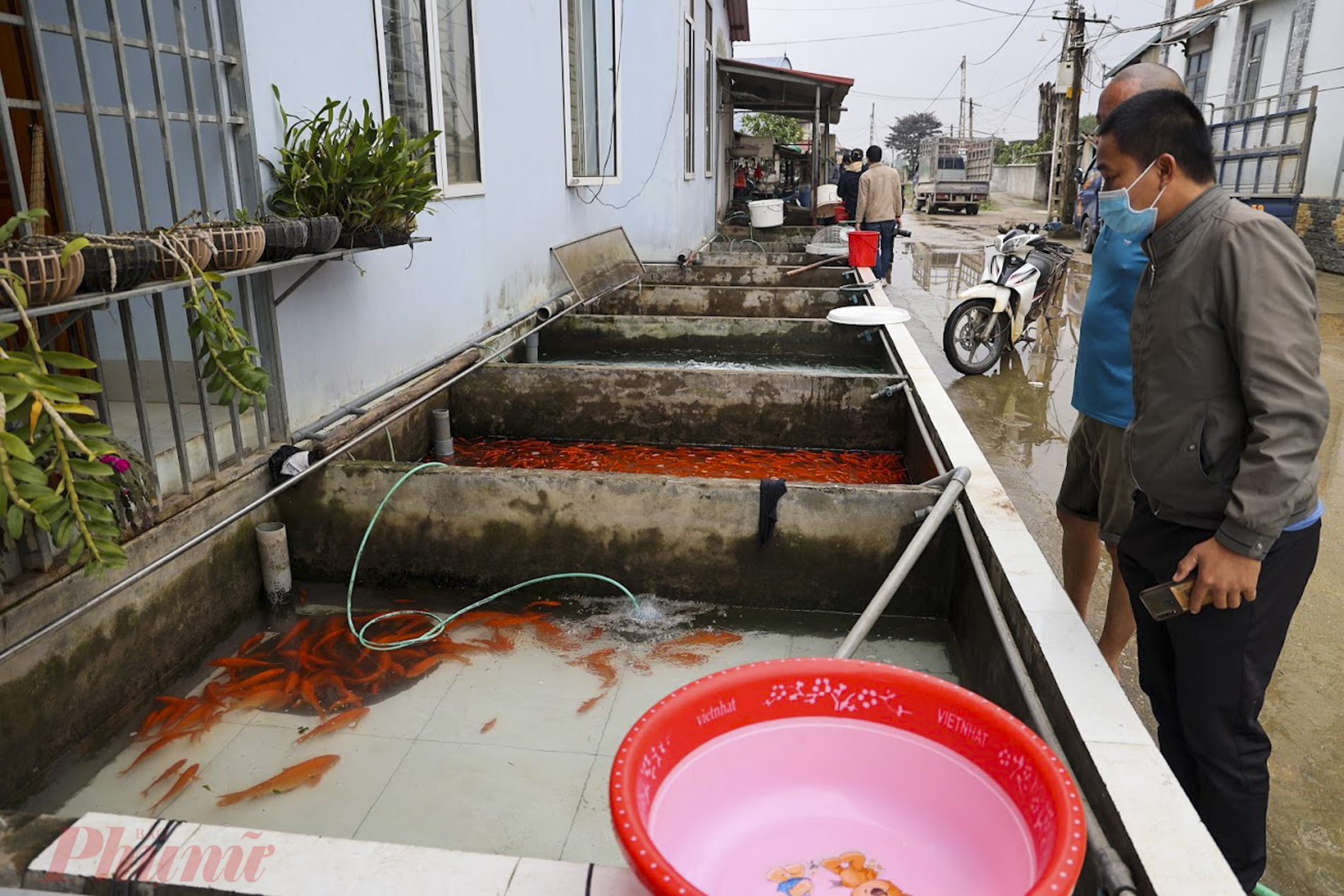 Cá chép đỏ tiêu thụ chủ yếu ở tỉnh như Sơn La, Yên Bái, Hải Dương, Hải Phòng, Tuyên Quang...