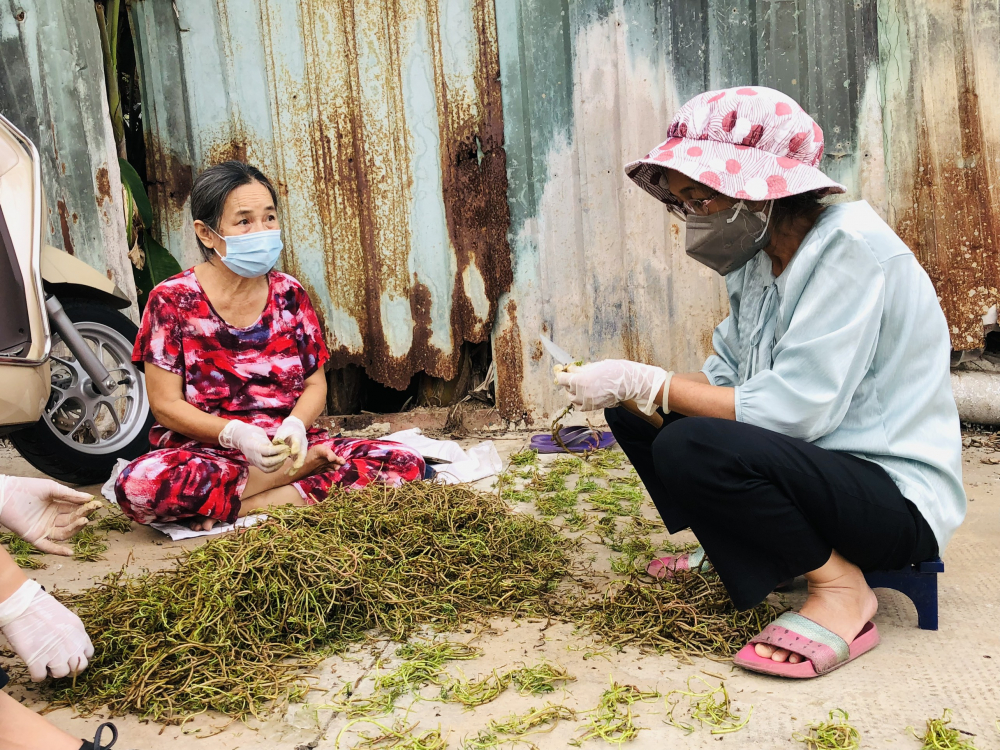 Các dì, các chị tìm cành hoa mười giờ về trồng tại Cống Quay. 