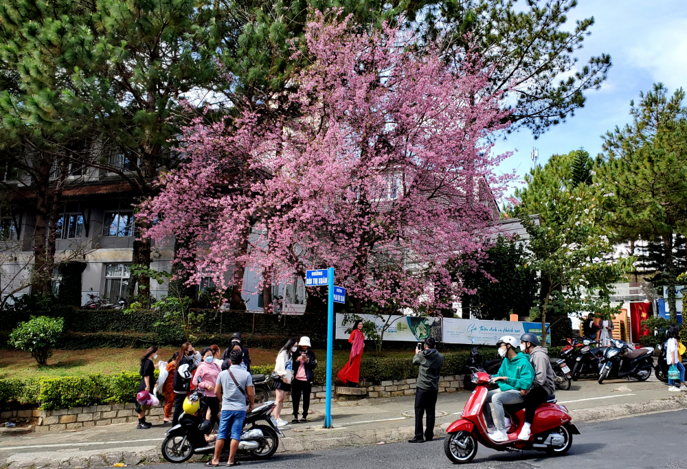 Rực rỡ nhất là cây mai anh đào ngay góc phố Phan Bội Châu - Bùi Thị Xuân đã nở hồng cả một góc đường.