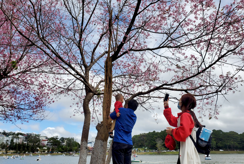 Một gia đình lưu lại khoảnh khắc du xuân tại thành phố ngàn hoa. cuối thu cây sẽ rụng hết lá, sau đó ngủ đông khoảng 2 tuần trước khi bung nở, duy trì 1-2 tháng. Nếu thời tiết thuận lợi, cây sẽ cho hoa đẹp và đồng đều. 