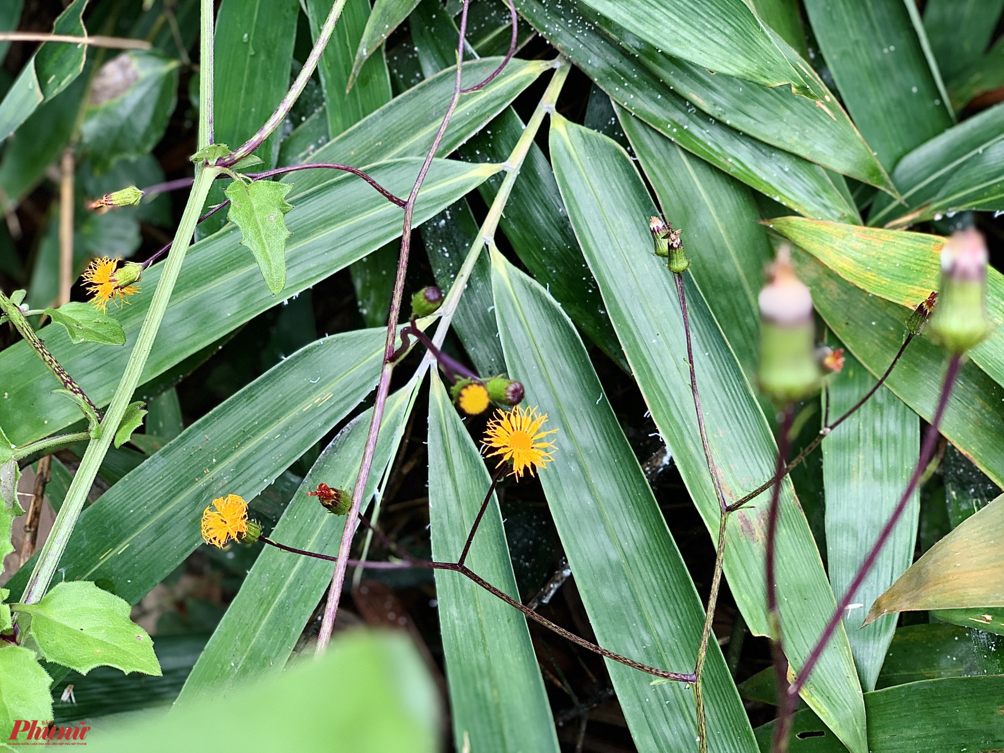 Cây bụi, hoa dại