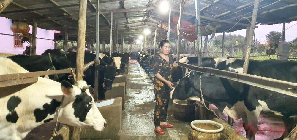 Nhờ chuyển sang nuôi bò sữa, chị Hà có điều kiện phát triển kinh tế gia đình