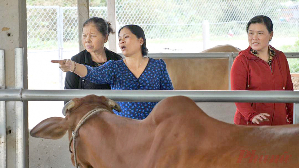 Chị Gái (ở giữa) chia sẻ bí quyết nuôi bò đến các chị em