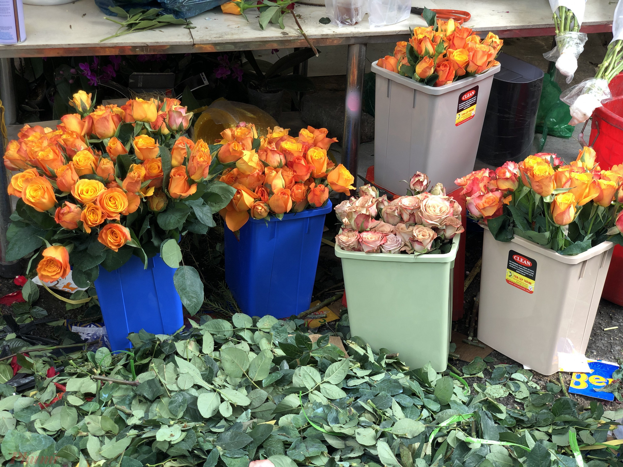 Hoa hồng đột biến màu cam, màu nâu nhạt từ 280.000 đồng/bó 30 bông nay tăng gần 600.000 đồng/bó