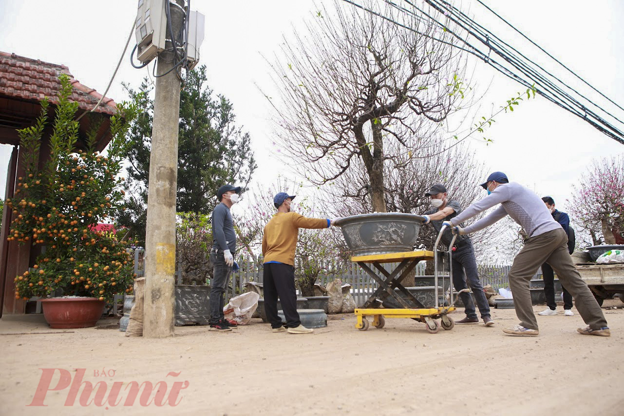 Những năm gần đây, số lượng khách hàng thuê nhiều hơn là mua đứt. Lý do một phần vì những gốc đào này rất quý, có gốc tuổi đời lên đến hàng chục năm, vừa có giá trị vật chất lẫn tinh thần. Chính vì vậy, việc chăm sóc đào sau Tết diễn ra rất cẩn thận.