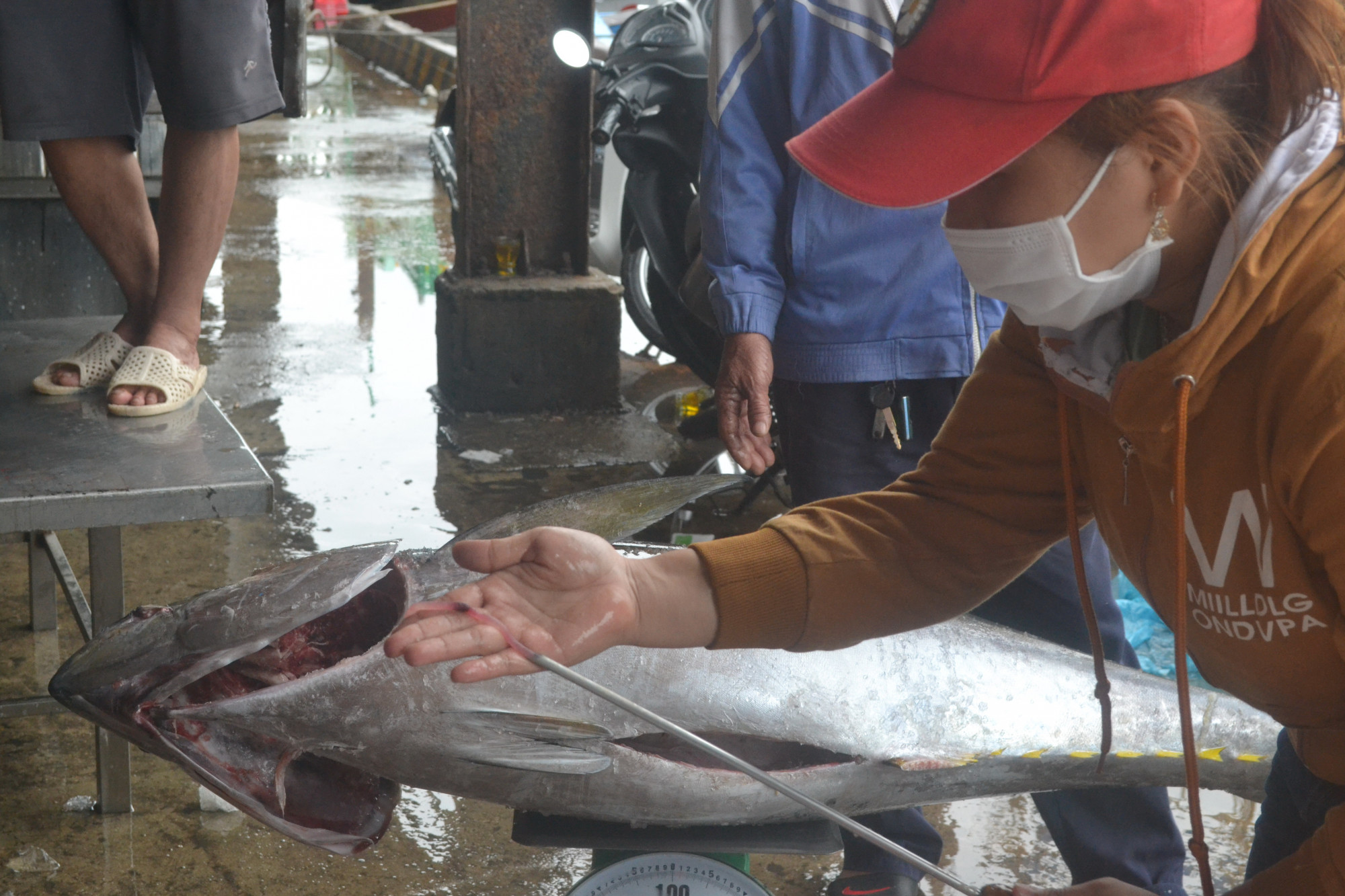 Nhân viên công ty thu mua kiểm tra chất lượng thịt cá ngừ
