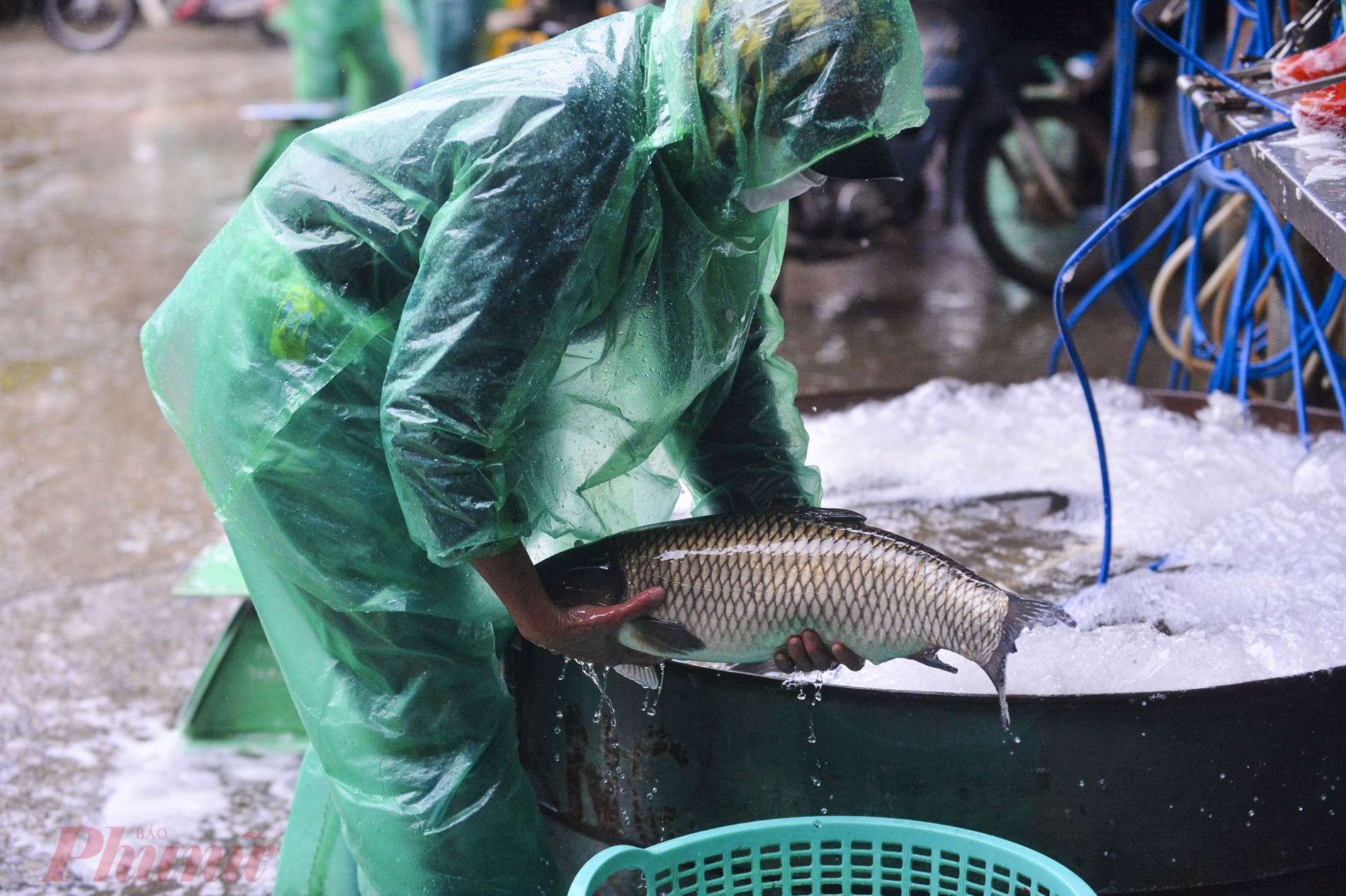 Trong cái giá lạnh dưới 10 độ của Hà Nội, chị Lê Thị Thanh vẫn đôi tay trần bắt từng con cá trong chậu nước để bỏ vào thùng xe cho khách mang đi.