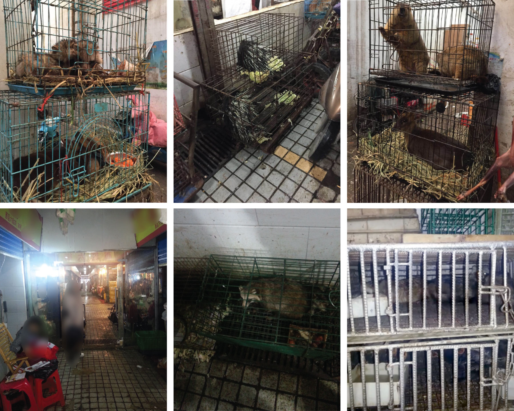 Những loài động vật hoang dã được buôn bán ở chợ Hoa Nam từ năm 2019 về trước