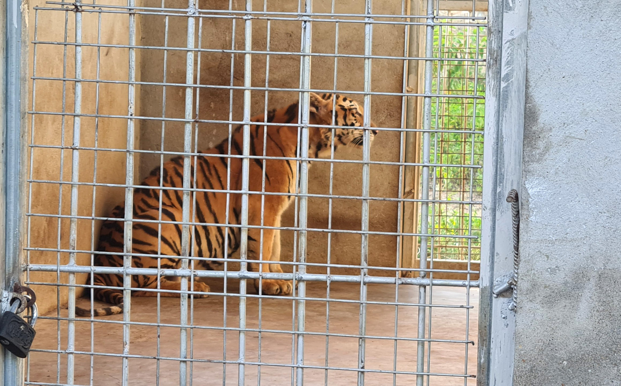 9 con hổ còn sống được nhân viên Khu sinh thái Mường Thanh Diễn Lâm chăm sóc hơn 6 tháng qua