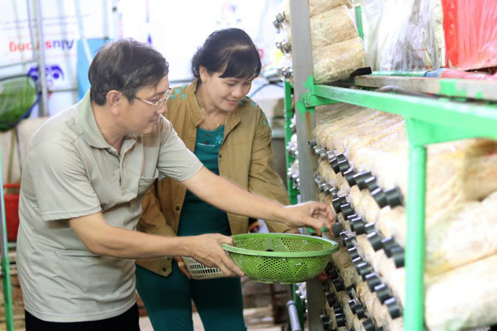 Vợ chồng chị Phan Ngọc Thủy chăm sóc nấm bào ngư xám