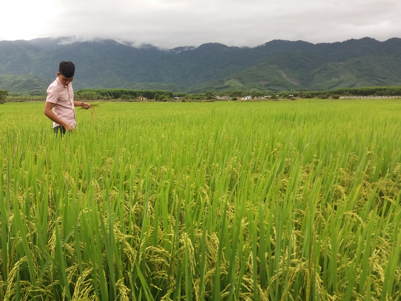 Sinh ra và lớn lên tại vùng đất thuần nông, anh Nguyễn Xuân Trường có niềm yêu quý đặc biệt với cây lúa