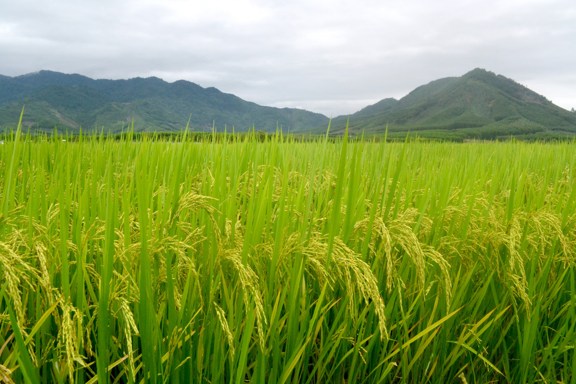 Cây lúa RVT phù hợp với thổ nhưỡng, khí hậu tại địa phương, có khả năng chống chịu sâu bệnh tốt nên phù hợp sản xuất tại địa phương