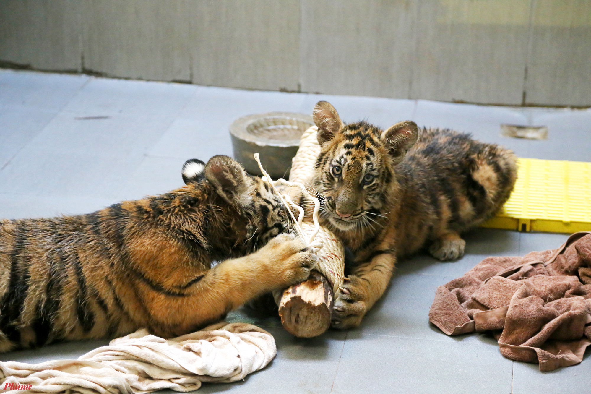 Đàn hổ 7 con hiện đang được chăm sóc tại Vườn Quốc gia Pù Mát