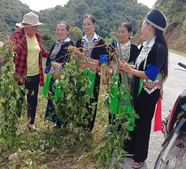 Cây lá ngón thường mọc nhiều ở các ngọn đồi, thậm chí dọc đường các các xã vùng cao Nghệ An