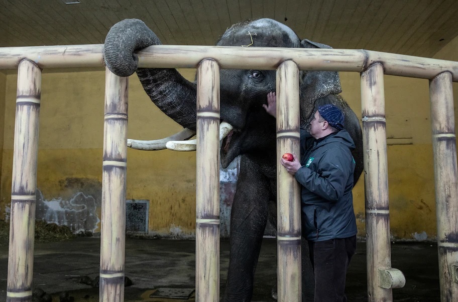 Giám đốc Sở thú Kyiv Kyrylo Trantin an ủi Horace, một con voi châu Á 17 tuổi