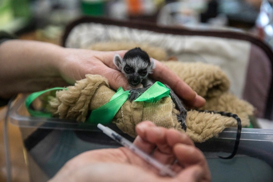Con vượn cáo mới sinh, tên là Bayraktar, được một nhân viên vườn thú cho ăn