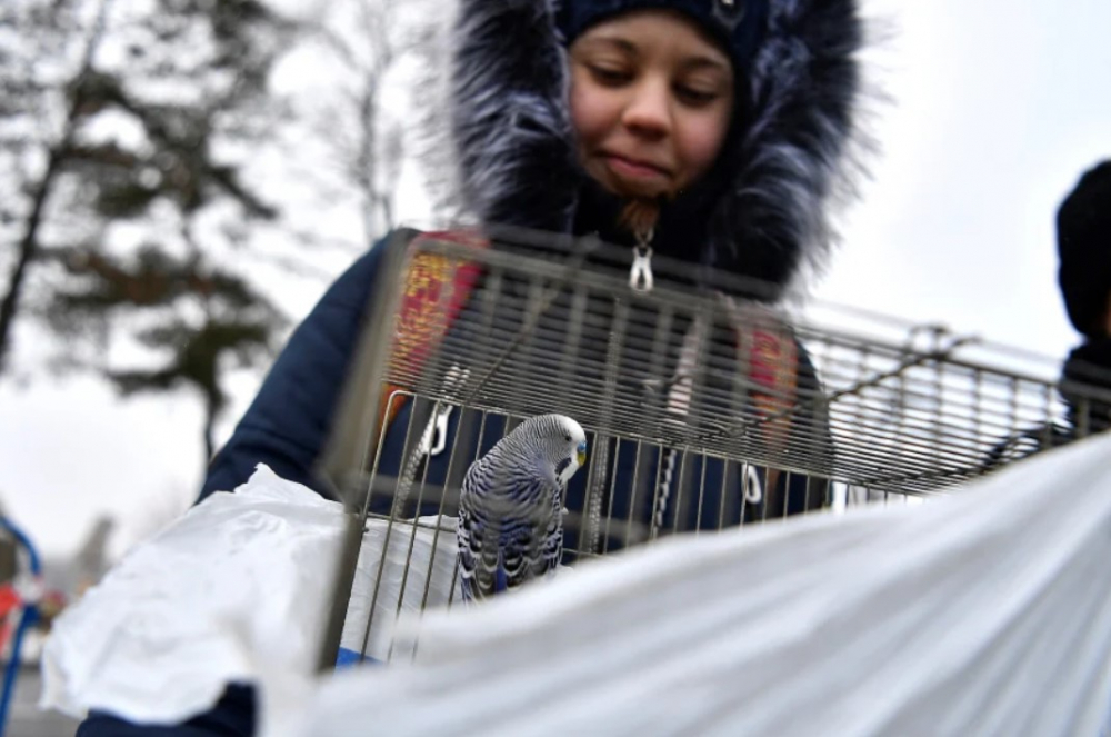 Một cô gái Ukraine ôm lồng chim tại cửa khẩu biên giới ở Siret, Romania