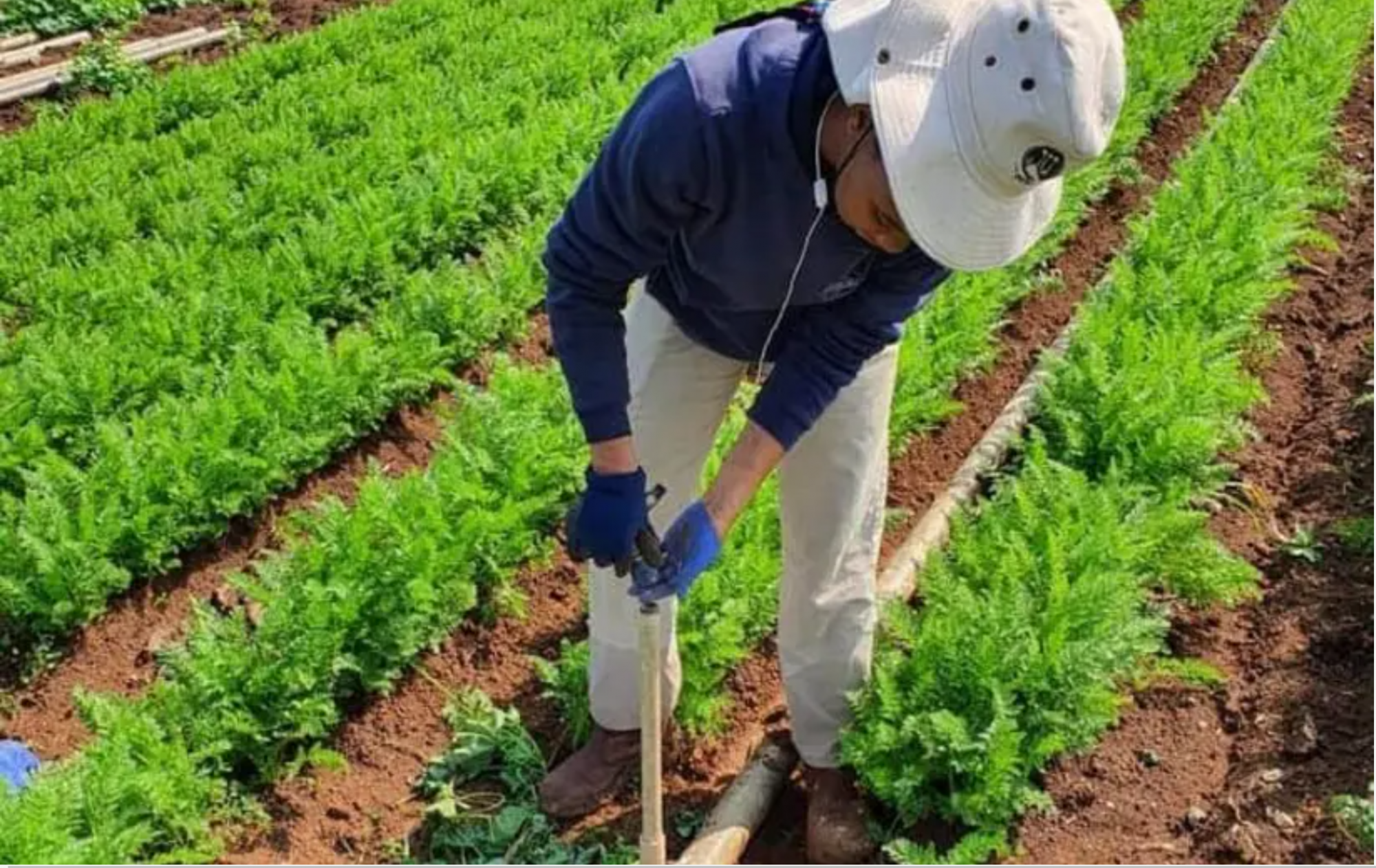 Một tu nghiệp sinh người nước ngoài đang làm việc trên trang trại - Ảnh: Jerusalem Post