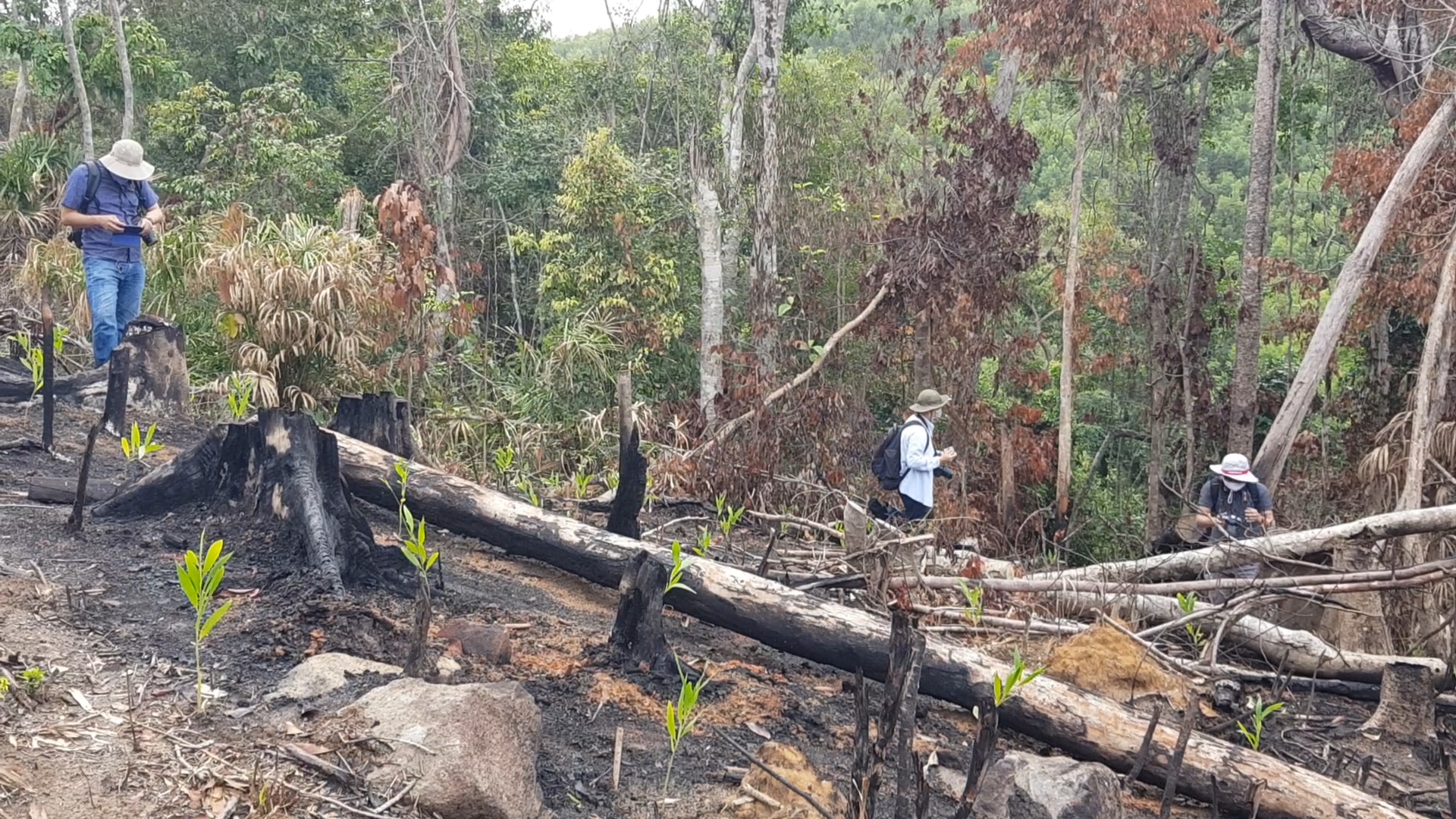 Rừng phòng hộ khu vực thôn Tân Thành, xã Sơn Hội (Sơn Hòa, Phú Yên) bị chặt phá