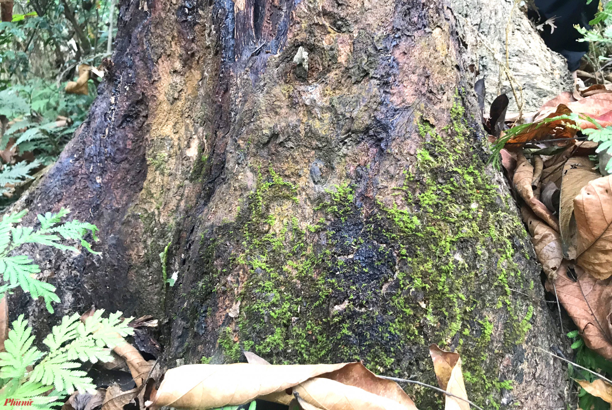 Theo người dân địa phương, hiện trong cánh rừng nguyên sinh do bản Na Hang khoanh nuôi, bảo vệ có gần 100 cây đinh hương cổ thụ, tuổi đời từ 70-80 năm tuổi. Riêng những cây nhỏ vài năm tuổi thì đếm không xuể.