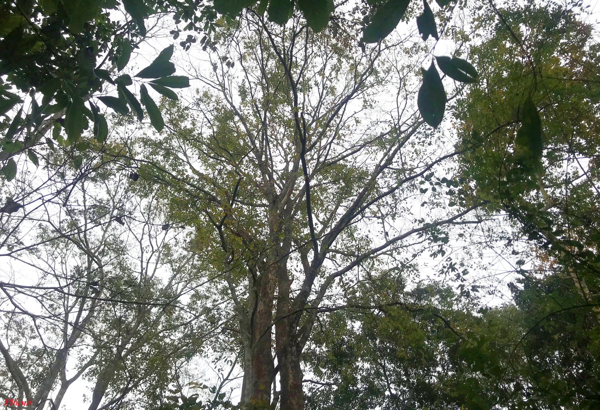 Những gốc đinh hương cao thẳng tắp, vươn tán rộng che kín cả một vùng trời. Xung quanh gốc cây vẫn có khá nhiều loại cây ký sinh sống bám vào.
