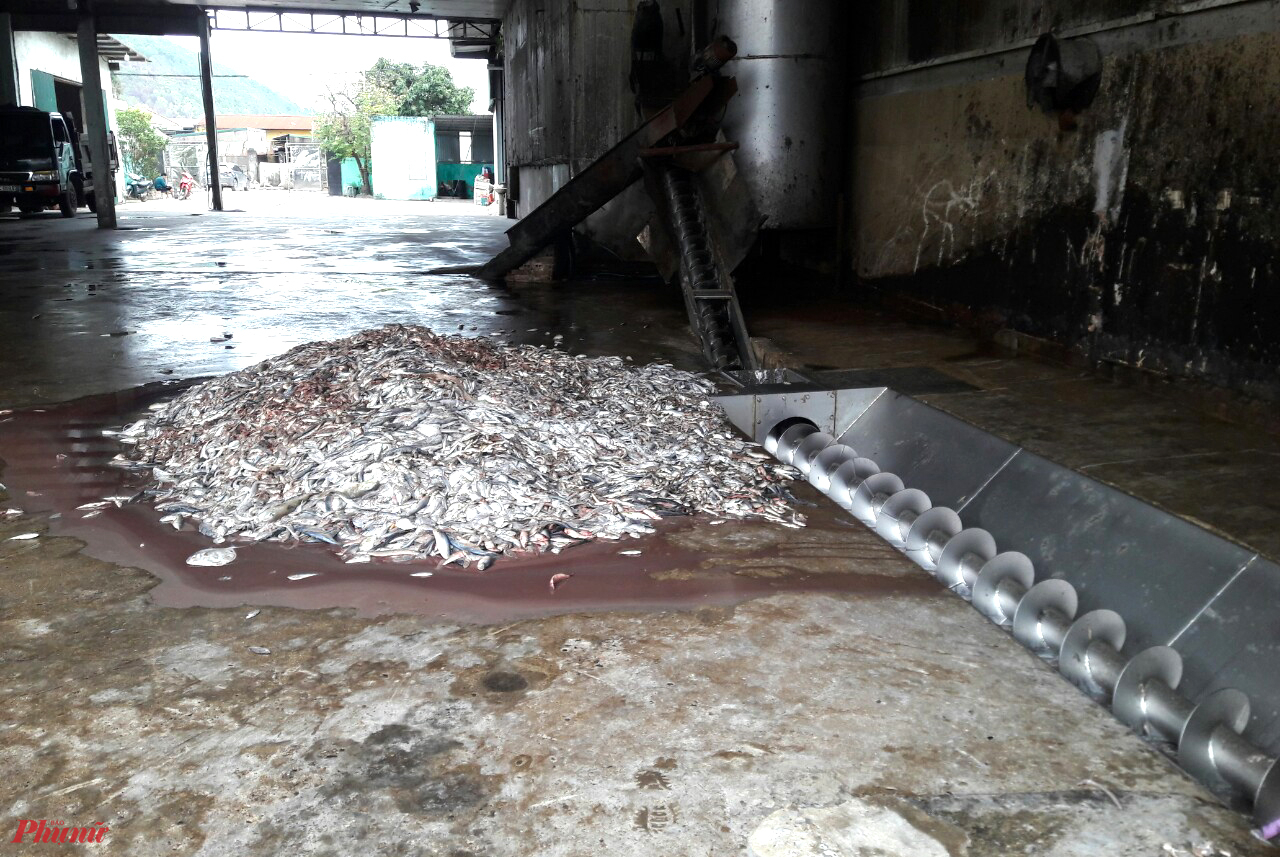 Cá được Nhà máy bột cá Bắc Miền Trung thua mua về nghiền nhỏ để làm thức ăn chăn nuôi