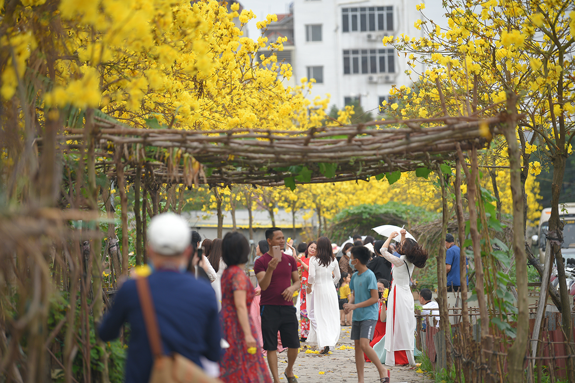 Sau khi đường hoa Phong Linh trong khu đô thị tại Hà Đông đóng cửa thì mọi người đã nhanh chóng tìm ra một đường hoa Phong Linh mới.