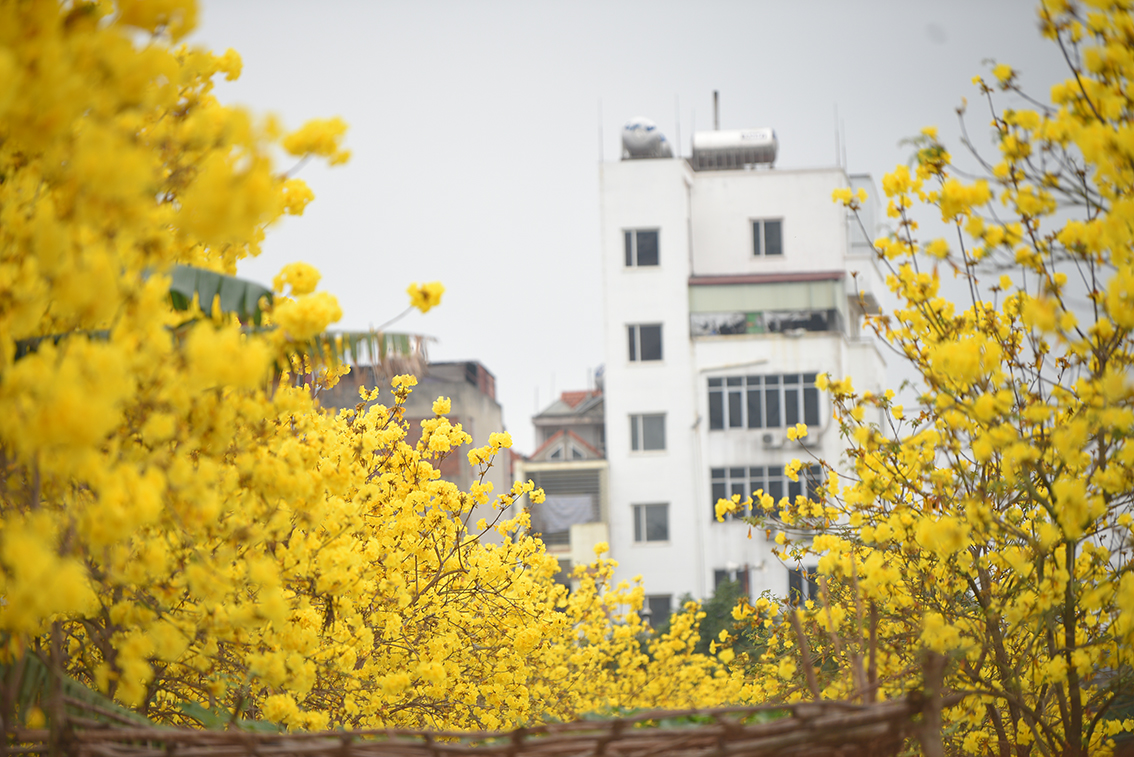 Đường hoa Phong Linh mới tuy không rộng và dài như đường hoa trong khu đô thị nhưng lại dày đặc hơn.