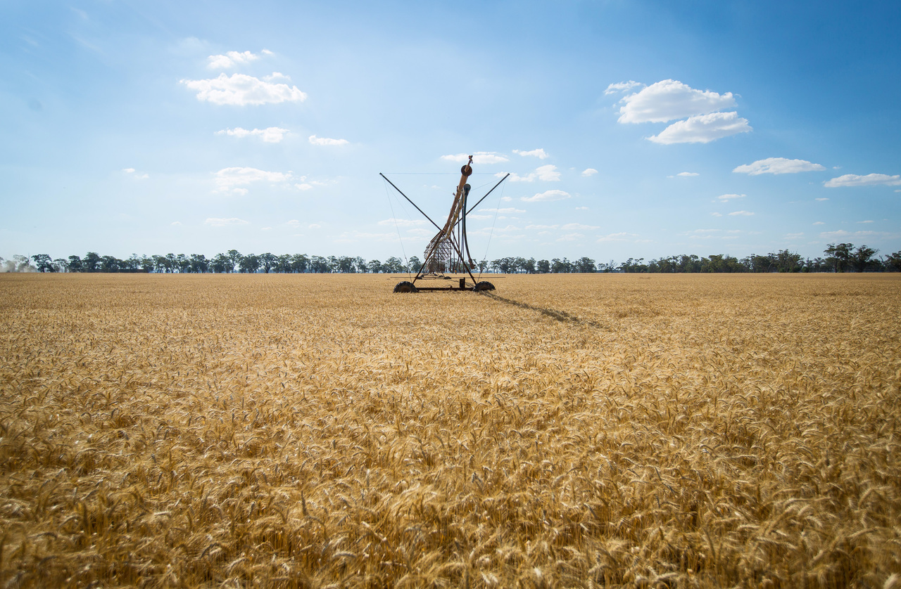 Úc thu hoạch ngũ cốc kỉ lục.