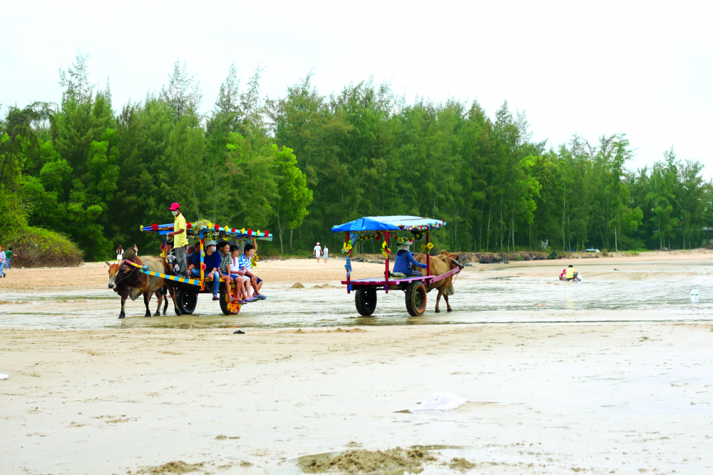 Từ việc kéo thuyền thúng lên bờ, xe bò dần trở thành dịch vụ du lịch độc đáo ở biển Cam Bình