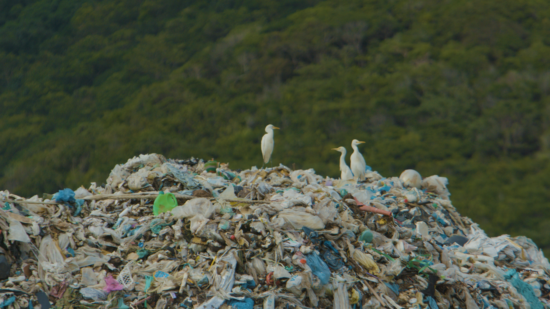 Dự án kỳ vọng trong tương lai, những núi rác và tình trạng rác thải nhựa tại Côn Đảo sẽ được giảm bớt.