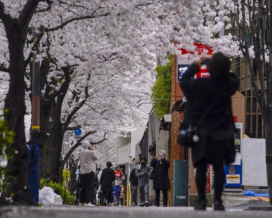 Mọi người trên khắp Nhật Bản đang tổ chức các hoạt động kỷ niệm một mùa hoa anh đào sau hai năm gián đoạn do COVID-19