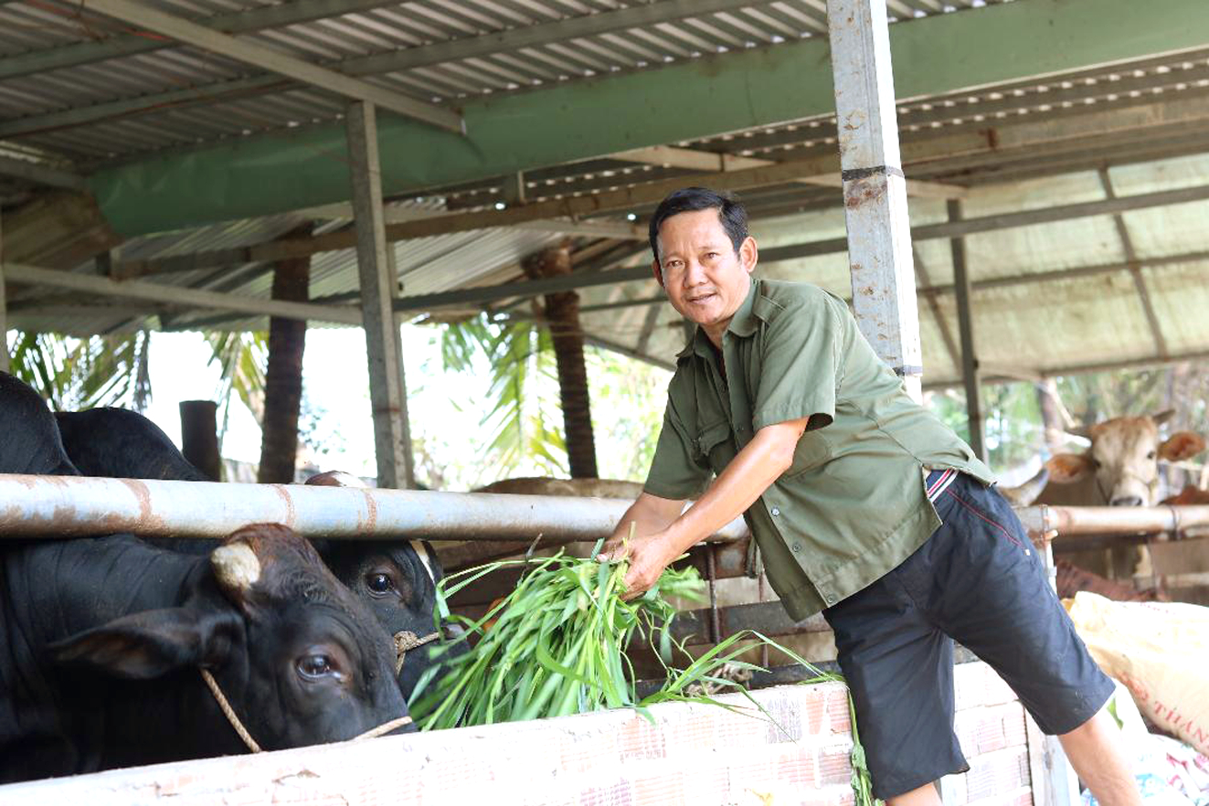 Ba năm nay, anh Phương đầu tư thêm chuồng trại để nuôi bò 