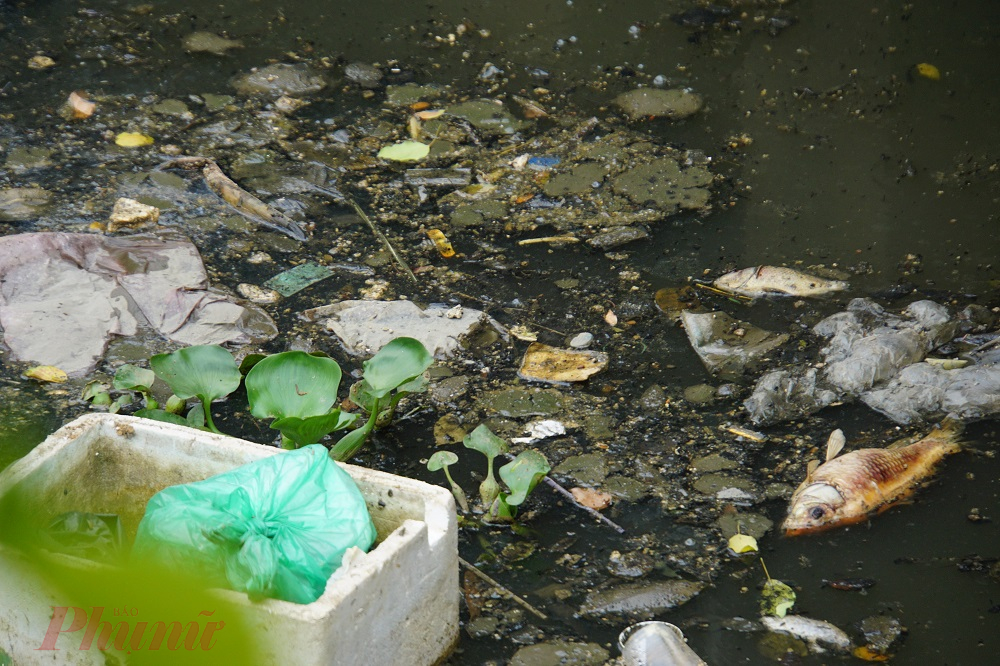Những năm trước, sau những trận mưa đầu mùa kênh Nhiêu Lộc-Thị Nghè thường xuyên ngập rác cũng như cá chết hàng loạt.