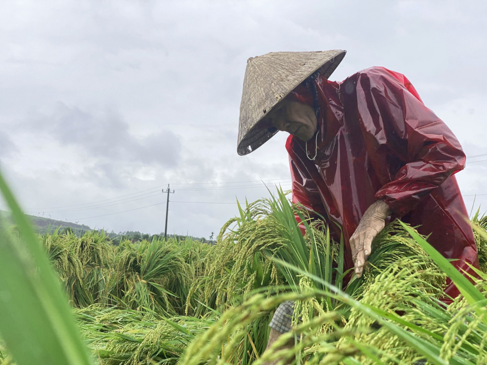 Ông Phạm Liễu, (65 tuổi) tỉ mẫn nâng niu từng cây lúa, trận mưa vừa qua khiến ông và gia đình đứng ngồi không yên vì quá bất ngờ
