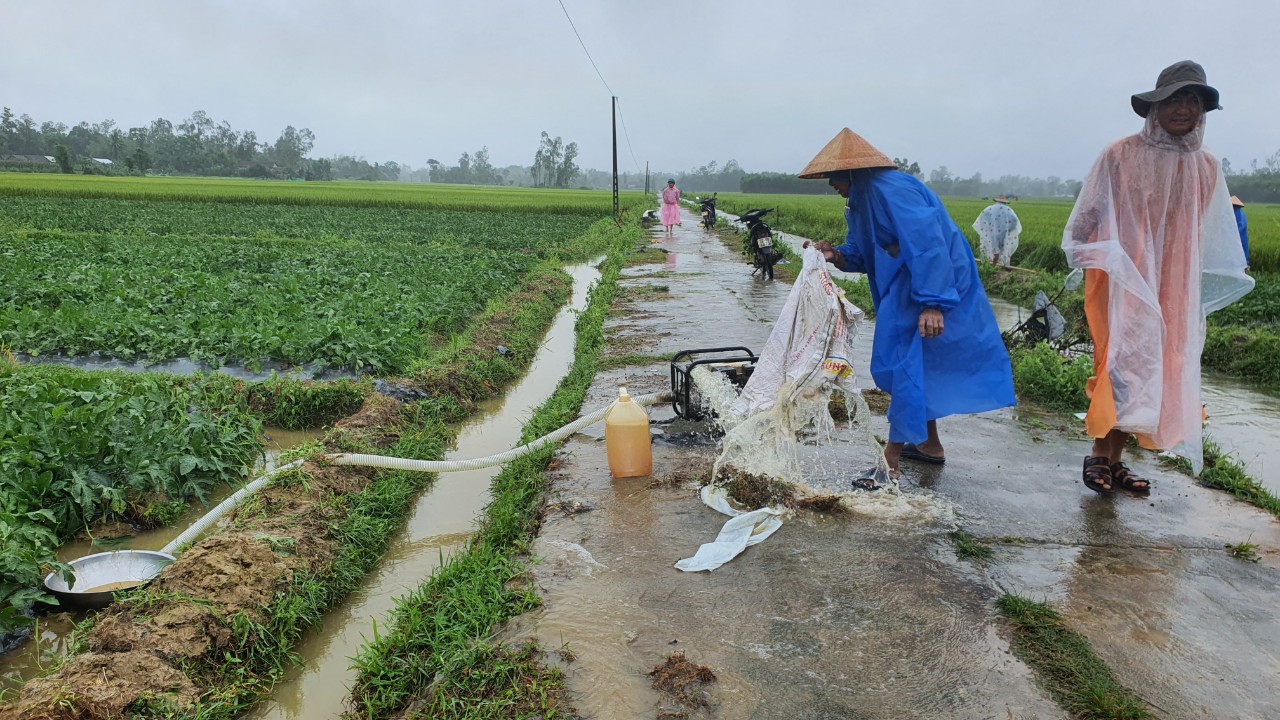 Những nông dân huyện Phú Ninh huy động các loại máy bơm để hút nước ra khỏi ruộng dưa