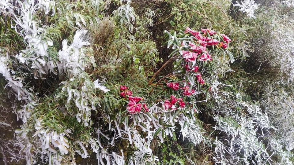 Theo một nhân viên của khu du lịch Sun World Fansipan Legend, băng giá xuất hiện từ 6h14 sáng 2-4, nhiệt độ trên này xuống dưới 0 độ C, nhiều cây và hoa đã bị đóng băng. 