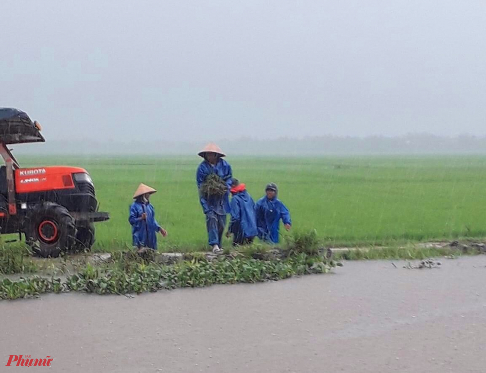 Hiện tại hàng nghìn vạn ha lúa của hai tỉnh Thừa Thiên- Huế và Quảng Trị đang chìm ngập trong nước lũ trái mùa, nhiều người dân ở xã Phong Hòa và Phong Bình (huyện Phong Điền, Thừa Thiên- Huế) đã ngâm mình giữa trời mưa cùng nhau ra đồng để thoát úng cứu lúa