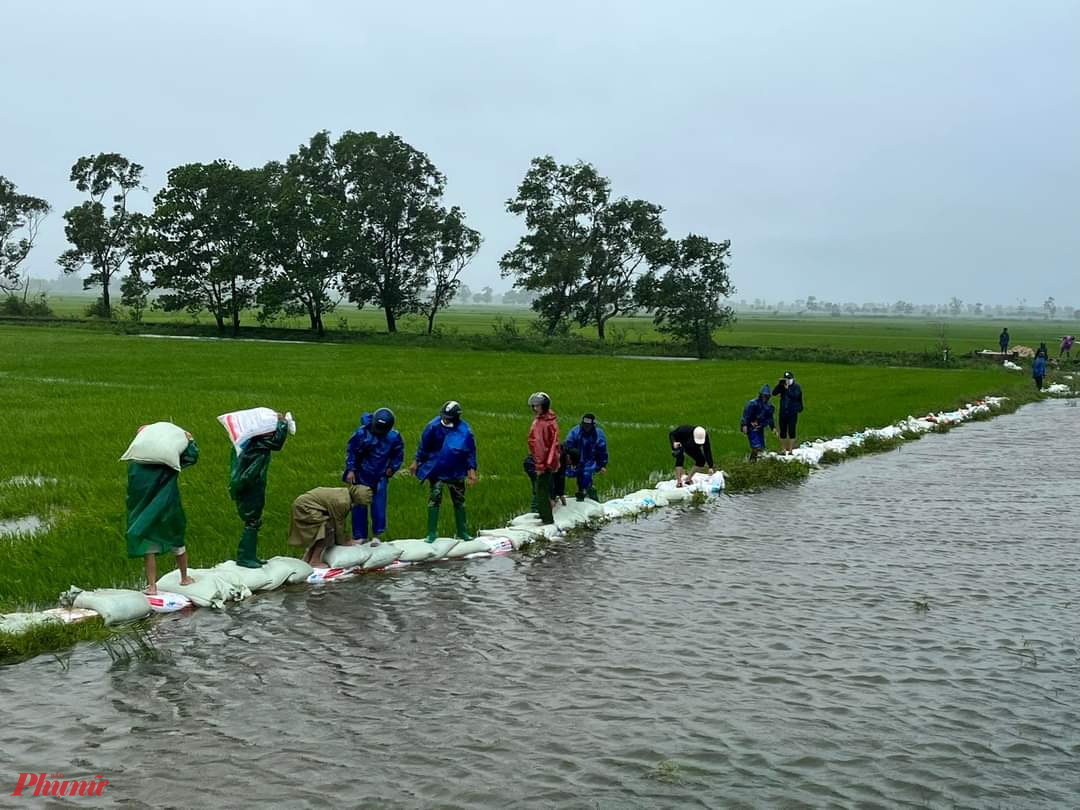 Người dân ở huyện Hải Lăng dùng đất, cát, ngăn nước tràn vào ruộng lúa. Ảnh: Quang Hoàng