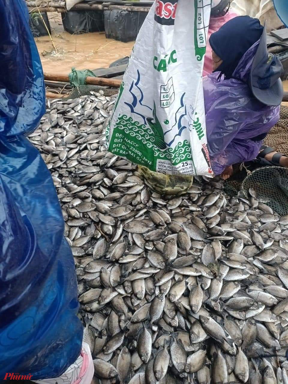 Số cá dìa của nhiều hộ dân ở thôn Bắc Phước, xã Triệu Phước đang được giải cứu nhằm vớt vát chút vốn liếng
