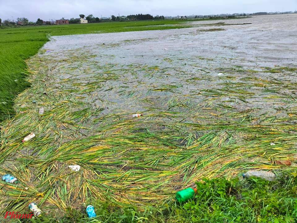 Hàng nghìn ha lúa ngập chìm trong mưa lú