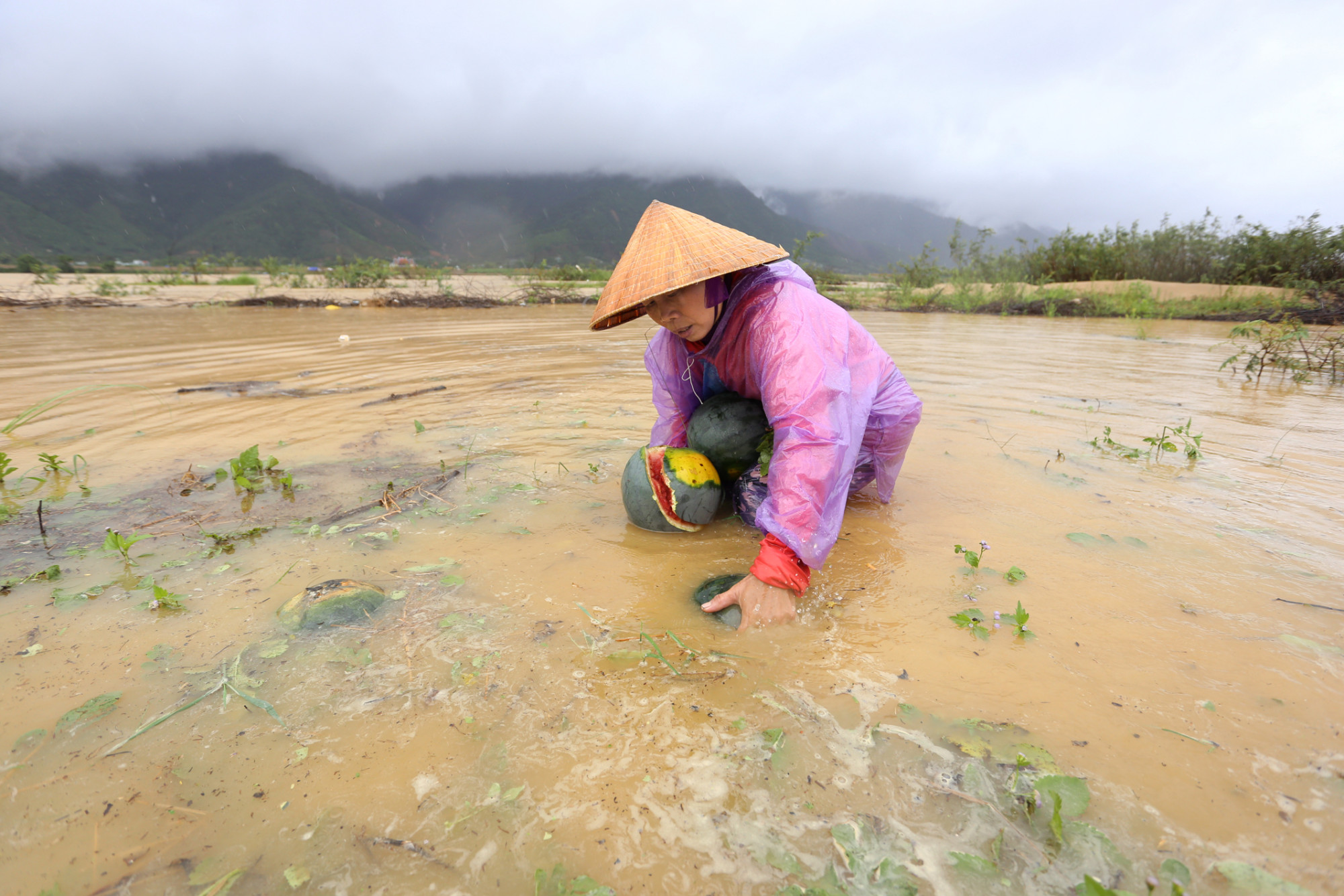 Mưa lũ bất thường khiến cho nông dân Quảng Nam thiệt hại nặng nề  (trong ảnh: Người dân ở Quảng Nam cố vớt những quả dưa hấu bị ngập nước)