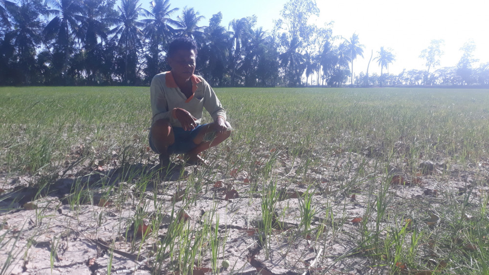 Một nông dân đồng bào Khmer ở tỉnh Sóc Trăng xót xa bên ruộng lúa bị ảnh hưởng nặng nề do hạn mặn năm 2020
