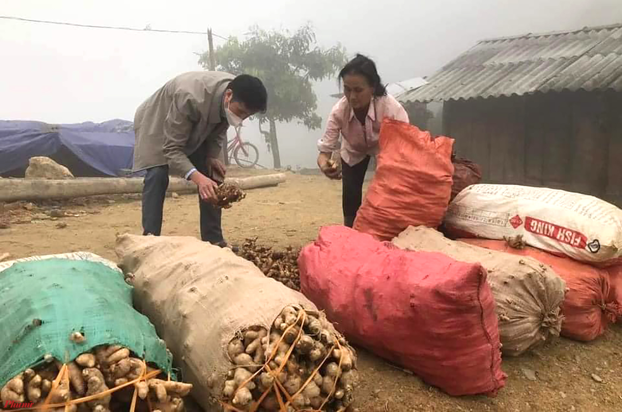 Người dân huyện Kỳ Sơn lao đao vì hàng ngàn tấn gừng chưa biết bán cho ai, dù giá đã chạm đáy