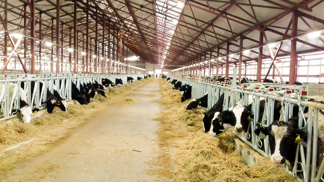 Đàn bò tại trang trại TH luôn được đảm bảo “5 không” theo quy định của Hội đồng Phúc lợi Động vật Anh Quốc